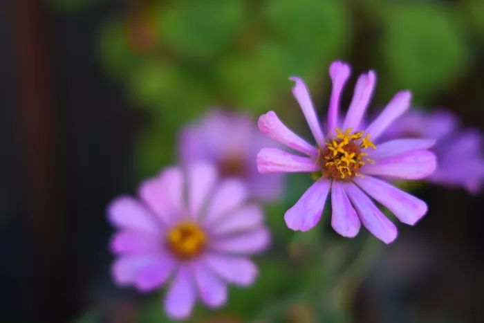 适马sigmafp微单评测,适马fp和索尼微单哪个好