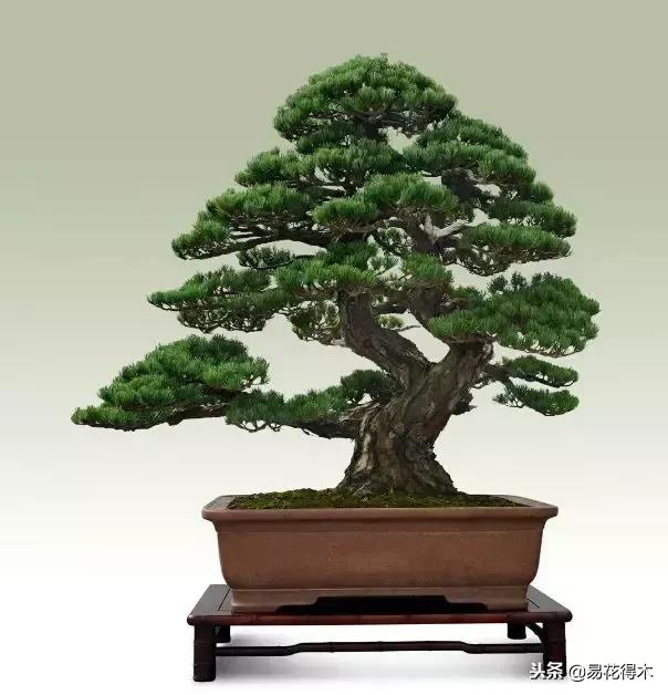 盆景构造及构成,树桩盆景鉴赏技巧