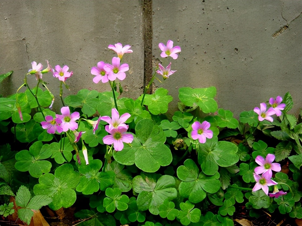 房顶长出杂草怎样消灭,墙里长出的草怎么清除