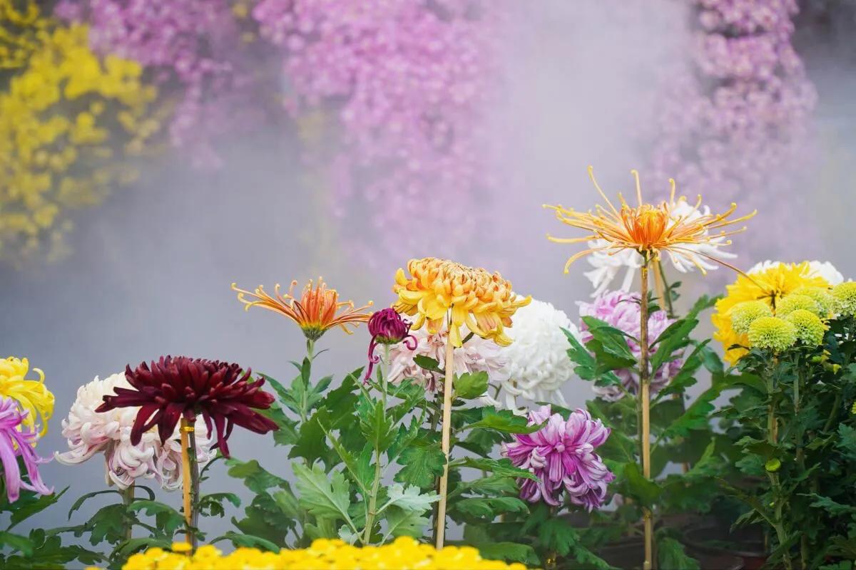 武汉市第40届菊展分展点,武汉市第三十五届金秋菊展