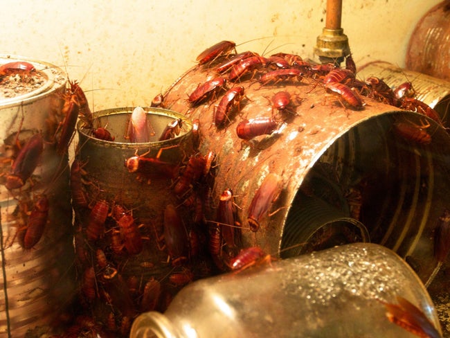 蟑螂的十大真相,最可怕的蟑螂是什么蟑螂