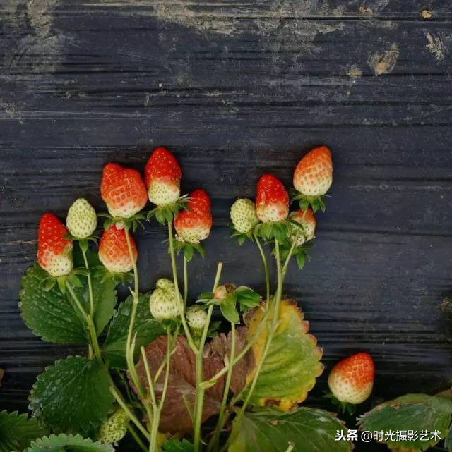 手机摄影人像创意作品教程,手机拍摄光影的艺术教程