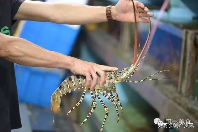 这些外形奇葩而味道超级赞的海鲜,广东十大硬核海鲜品种