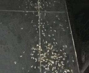 大水蚁进屋能活多久,大水蚁入侵房子