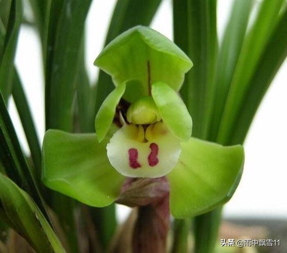 兰花上盆的十个小知识,兰花上盆的方法和注意事项