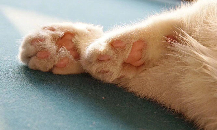 猫爱干净为什么还有跳蚤,猫爱干净的表现