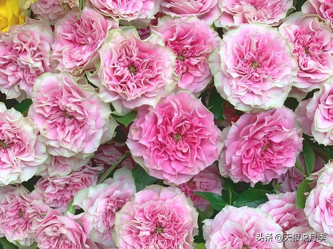 足不出户,带你了解2020日本园艺圈「新品种大赏」