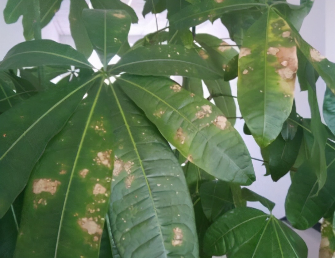 发财树叶片有斑点是什么病,发财树叶子变黄有黑点怎么回事