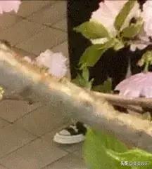 韩流男神晒照引热议，红薯夫妇十年之约真的兑现了？