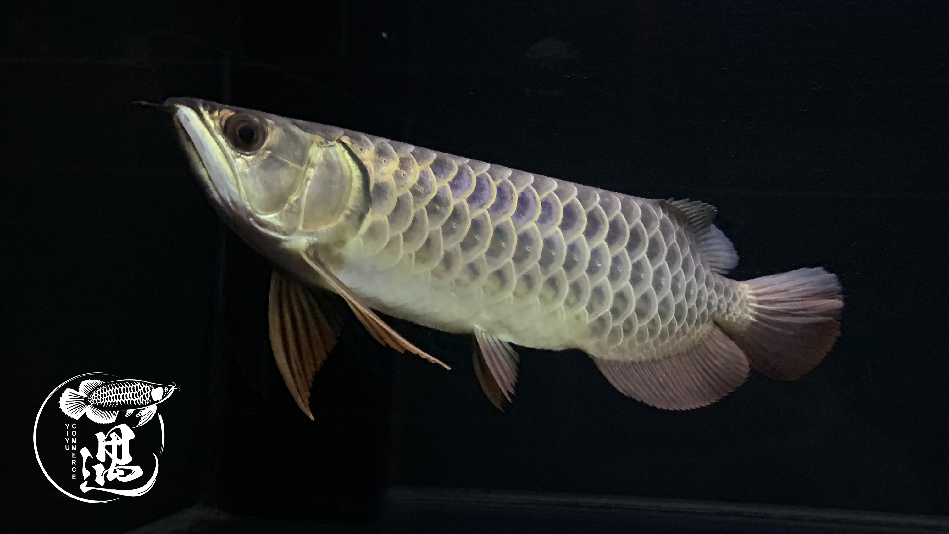 六角龙鱼一公一母怎么养才能繁殖,龙鱼繁殖要多少钱