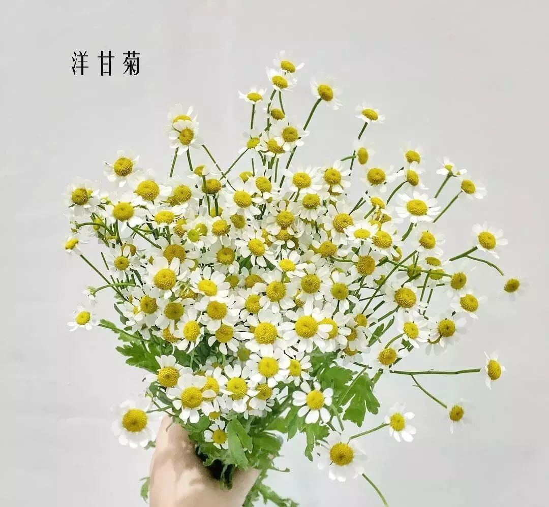 鲜花店常见花材品种大全,花店里同款的两种不同价格的花材