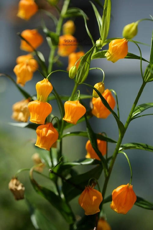 这几种花卉,冬天在家养上几盆,高端大气上档次