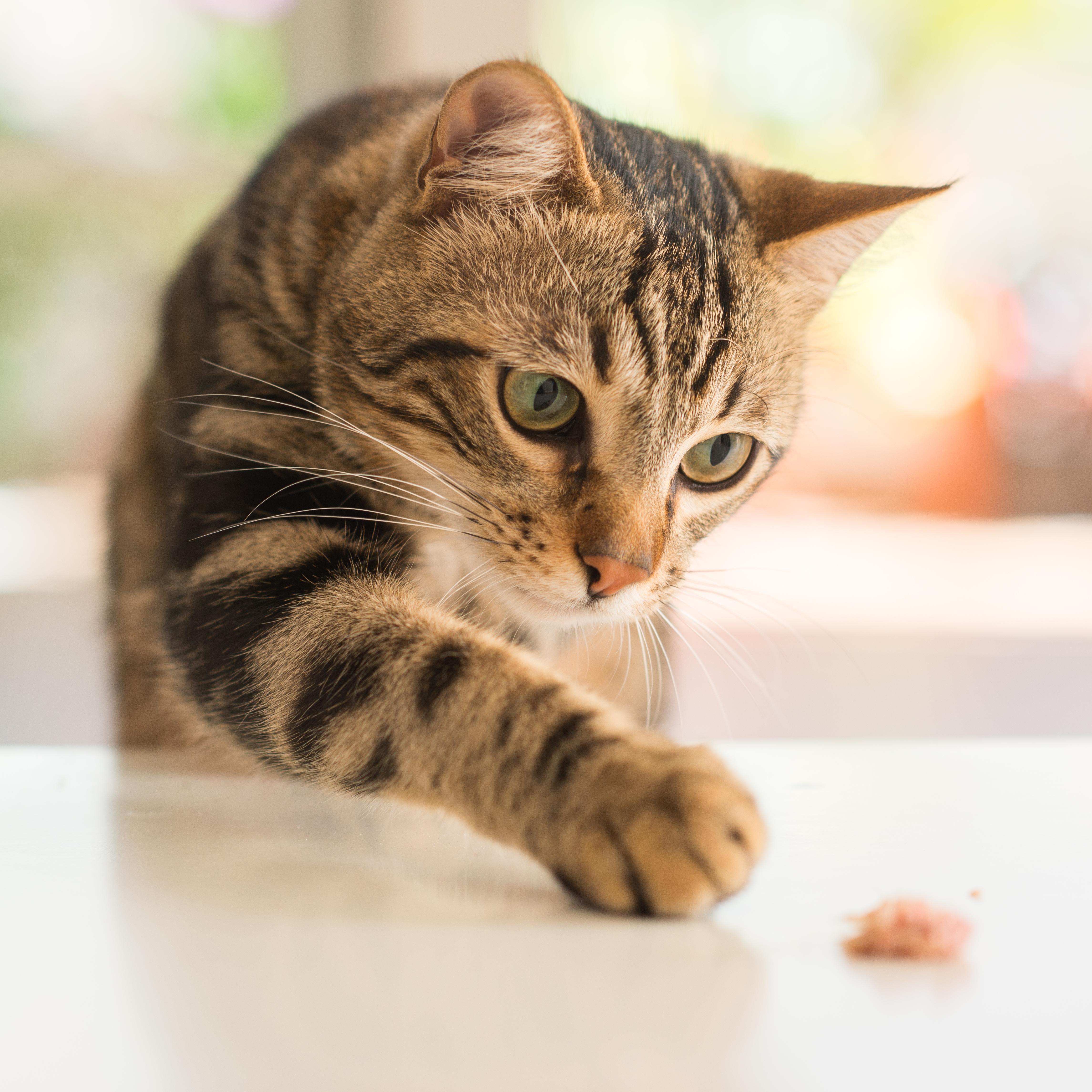 猫咪的眼睛颜色居然能决定性格,猫咪眼睛颜色竟然决定了它的性格