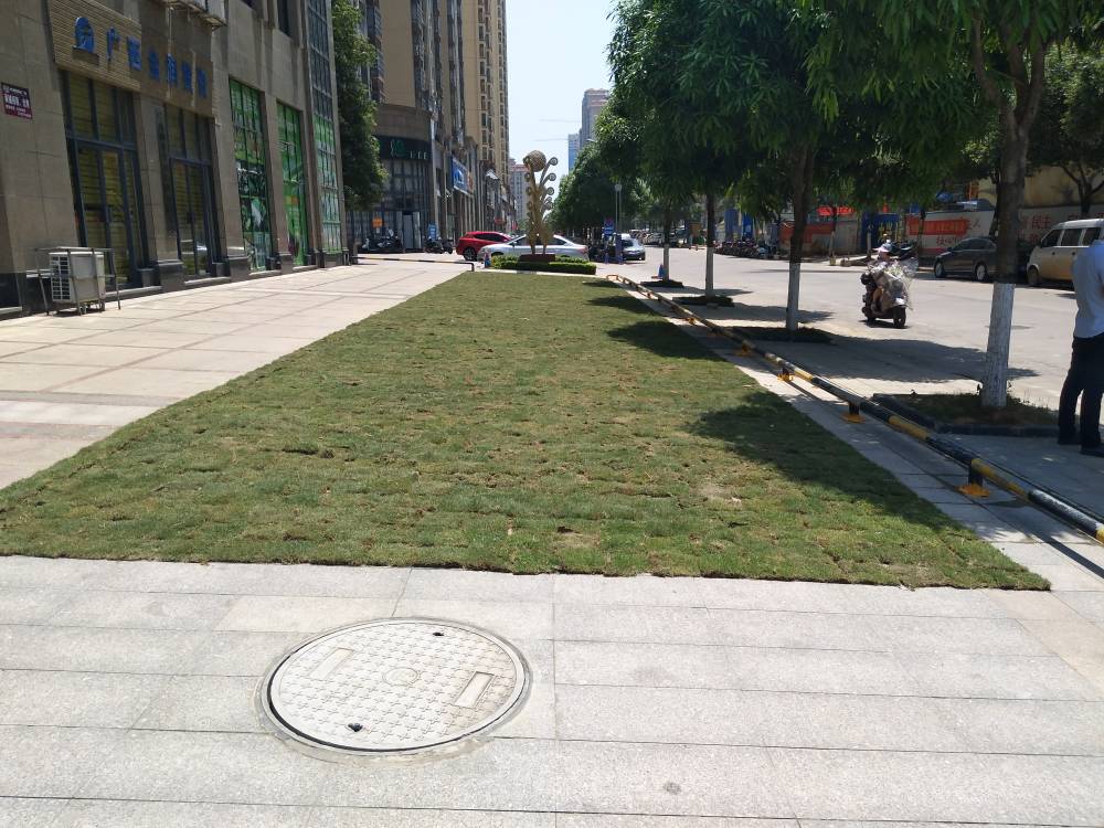 开发商地砖上种草皮被质疑突击,开发商原有的绿化被业委会乱种