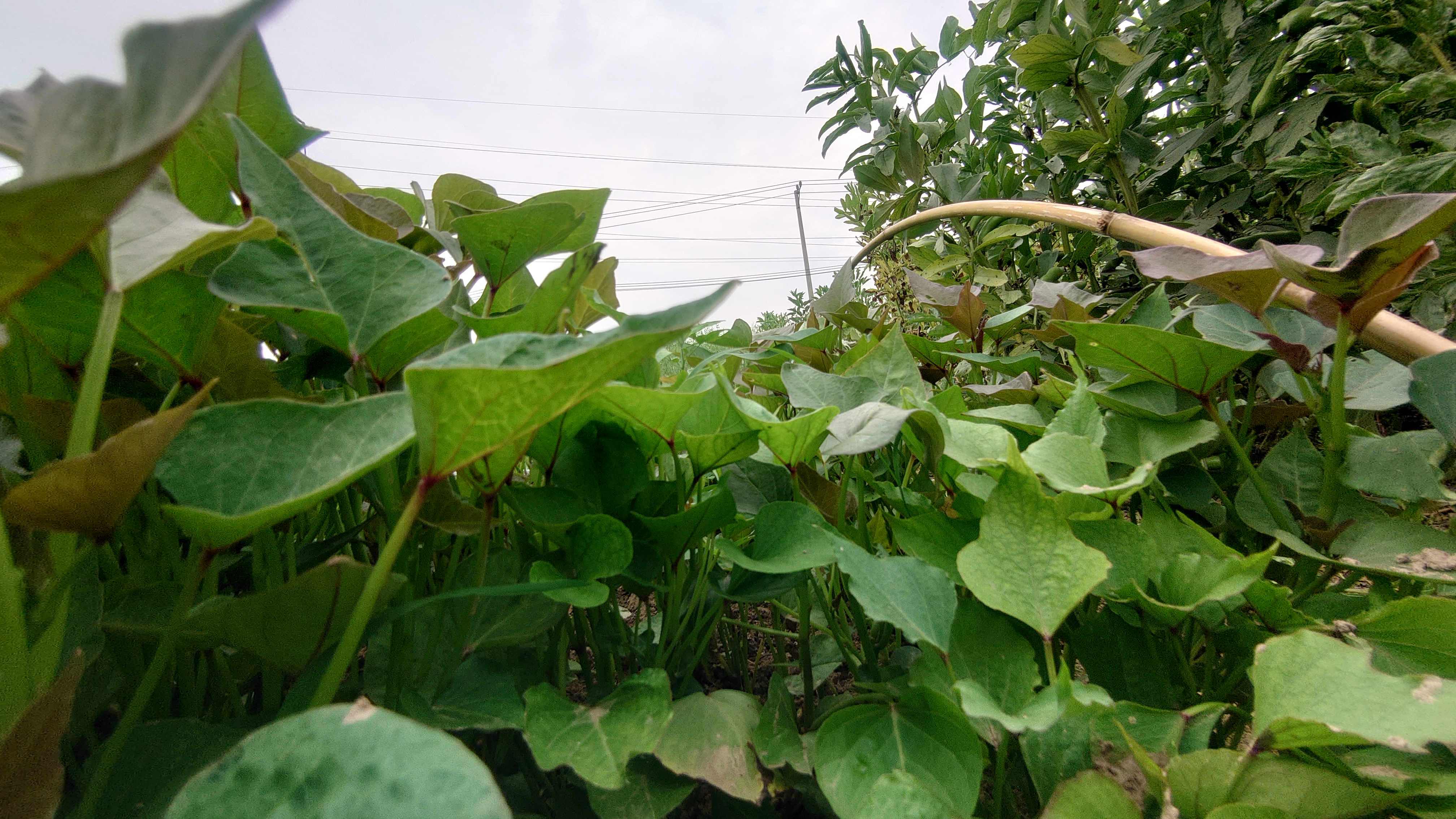 索尼微单手机xperia5i,索尼xperia5ii深度评测