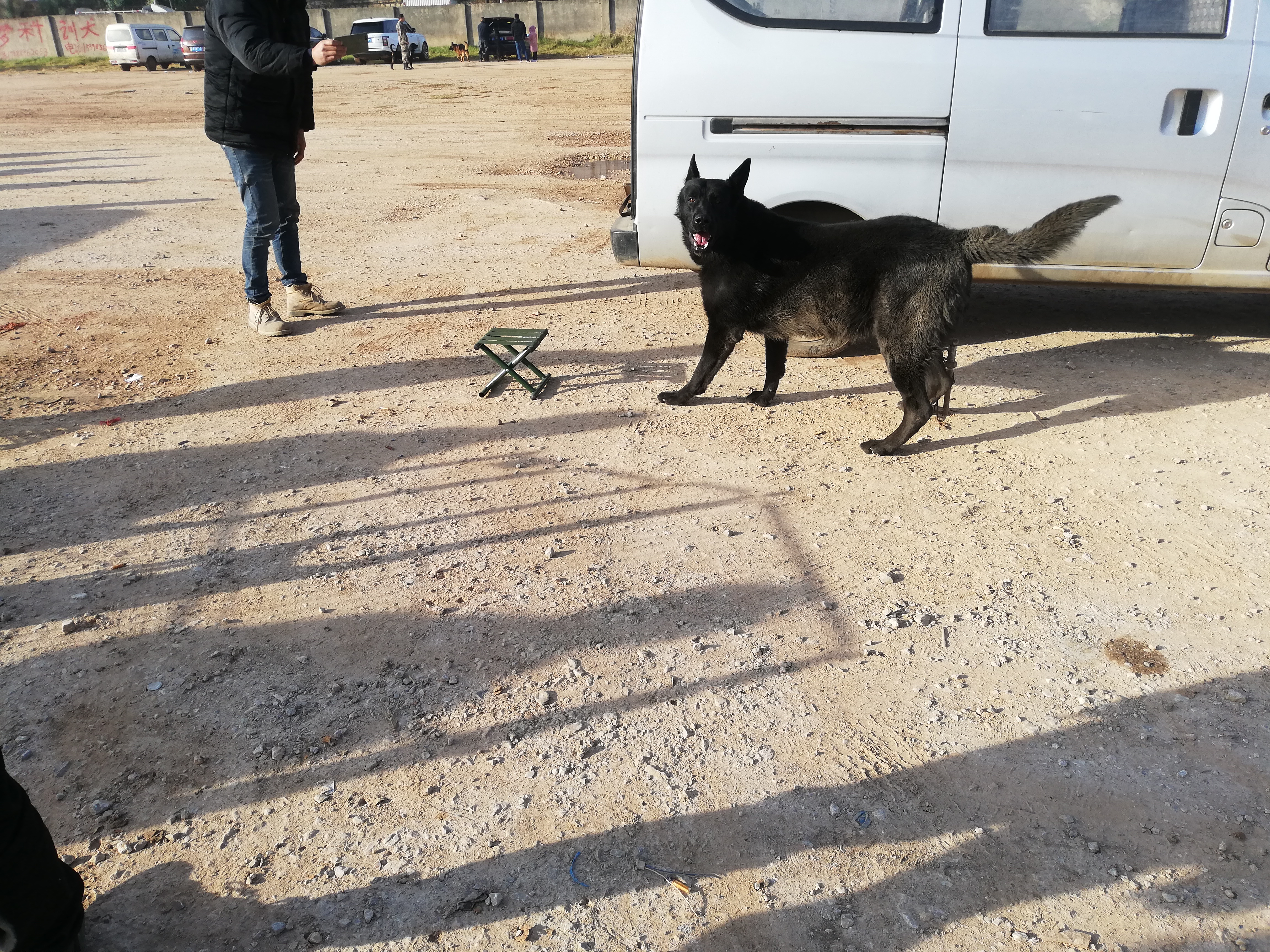 自家的黑狼犬出售,最便宜黑狼犬幼犬出售最新