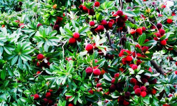 杨梅的种植技术,最好的杨梅种植方法