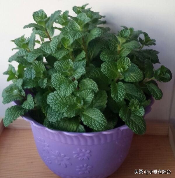 薄荷枝横着种,薄荷一棵能种成一盆吗