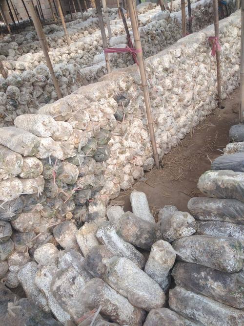 葡萄园可以用蘑菇菌渣做肥料,蘑菇菌渣可以直接当肥料吗