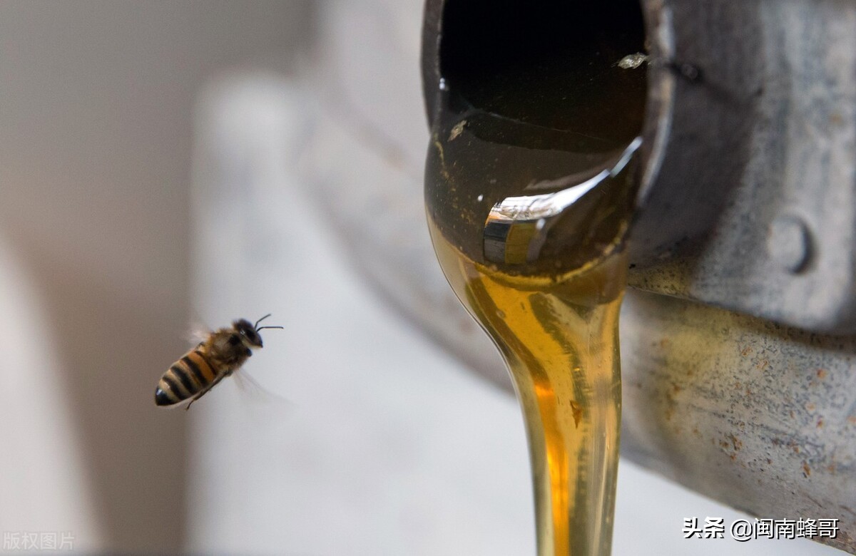 养蜂怎么引蜜蜂,怎么养蜂才能快速繁殖蜜蜂