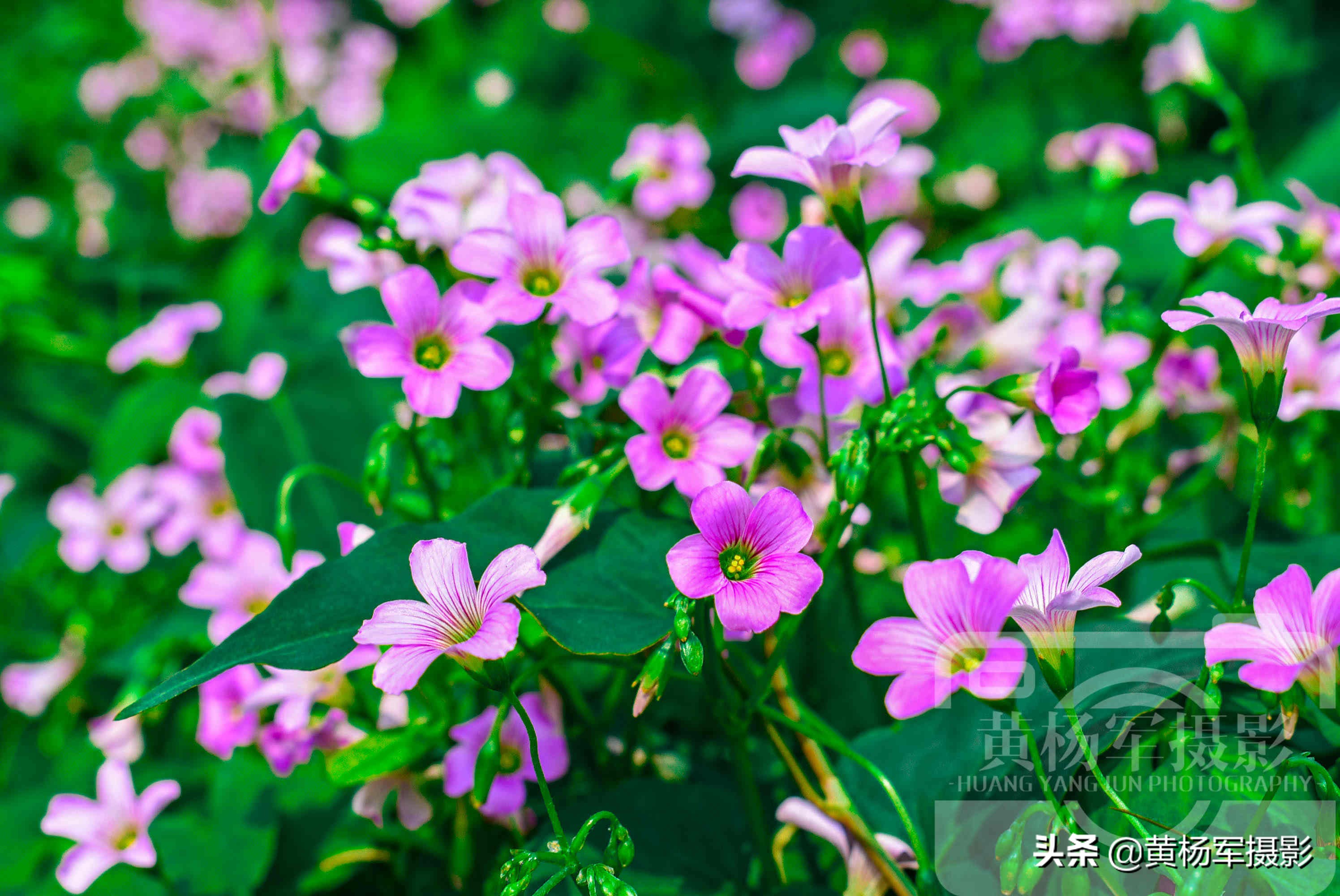 阳光下美丽的鸡冠花,阳光下美丽的花儿图片