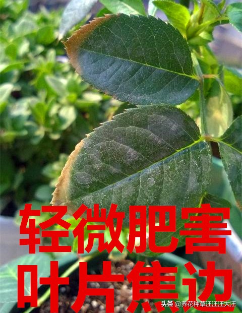 磷钾含量太高会对月季造成肥害吗,月季肥害的症状及解救方法