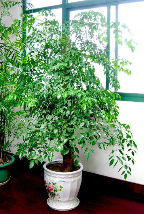 家庭养花风水讲究要注意哪些禁忌,室内放花卉风水禁忌大全图