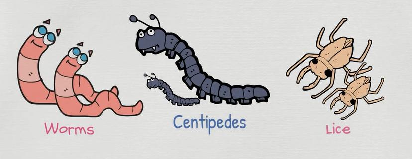 描述动物特征的英文词汇,动物英文词汇1000词
