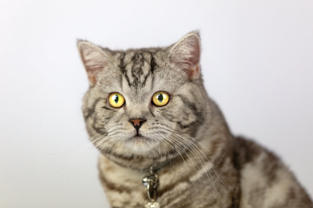 有些人家里养了非常多的猫咪,很多人都养猫咪的原因