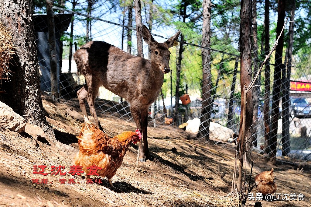 沈阳棋盘山满族风情村烤全羊,沈阳棋盘山莲花炖鱼馆烤全羊