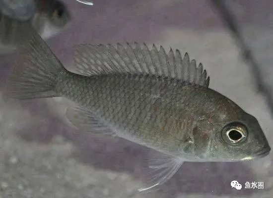 三湖慈鲷马鲷孔雀珍珠系能长多大,三湖慈鲷之孔雀