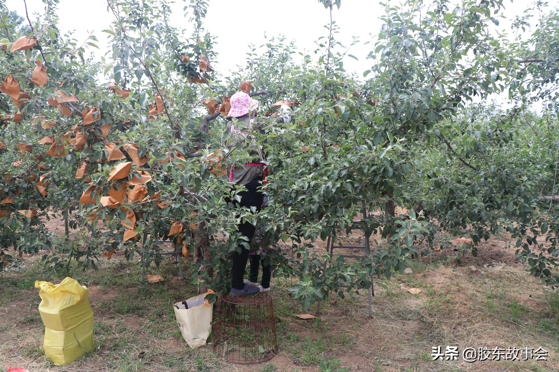 樱桃套袋和苹果套袋的区别,烟台苹果套袋方法