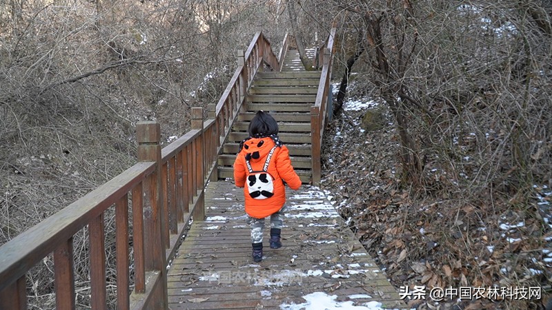 太白县鹦鸽镇药王谷,太白鹦鸽镇药王谷