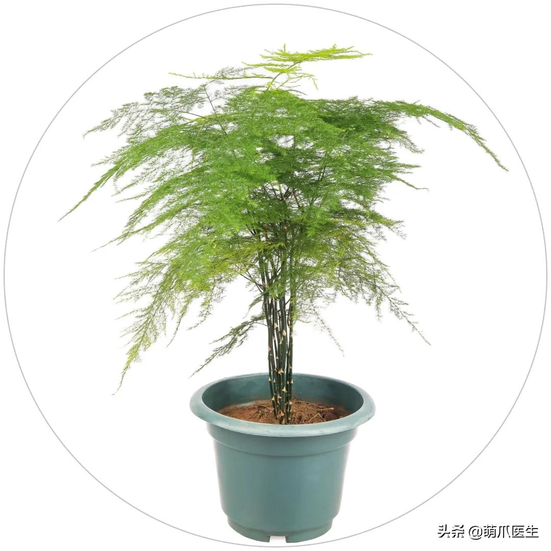 铲屎官们请注意！这些花草不能养，严重可致猫命