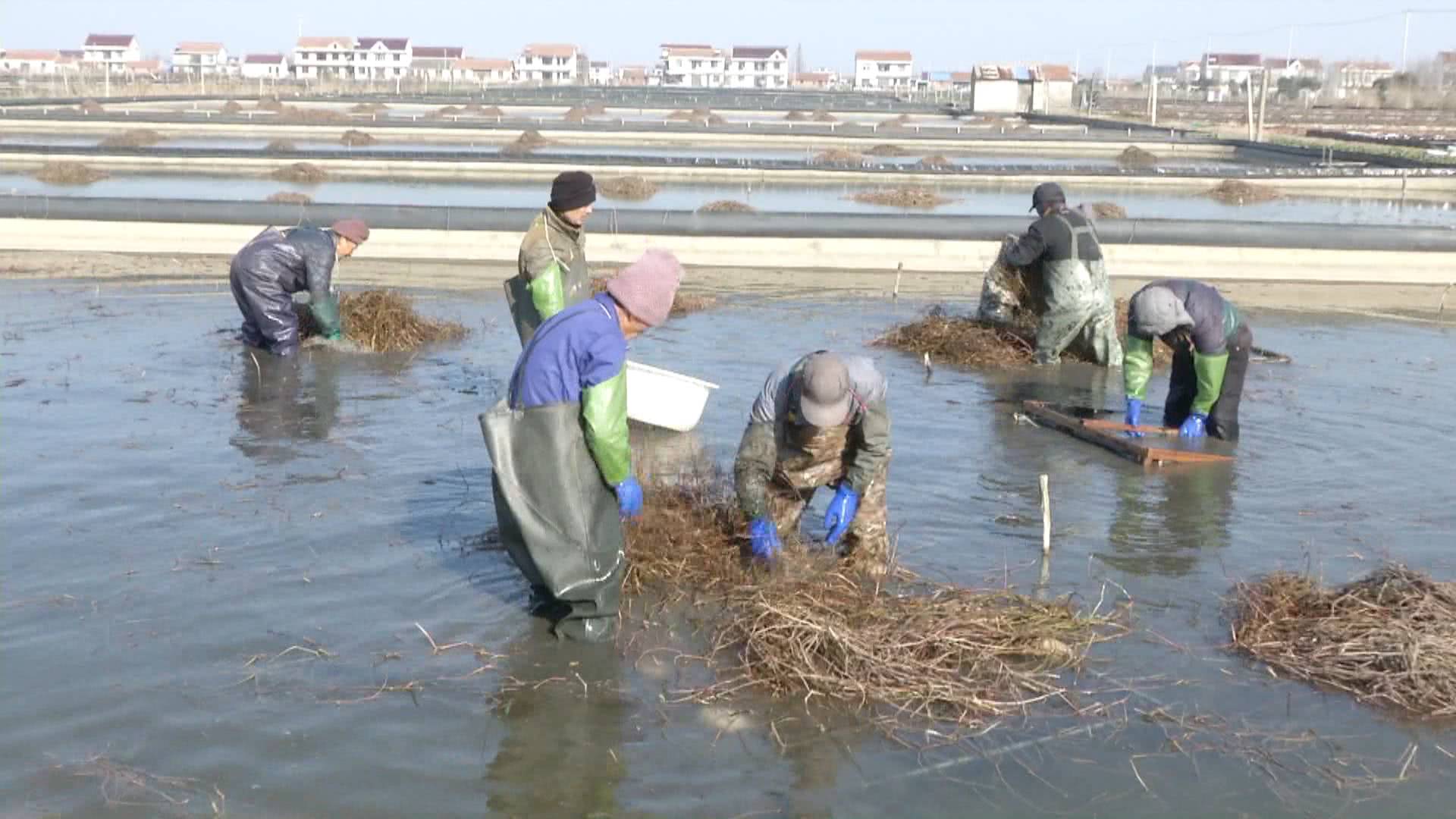 湖北蟹农驱车13小时进苏买蟹苗，见识亩产18万元精养塘，最贵卖到9400元一只
