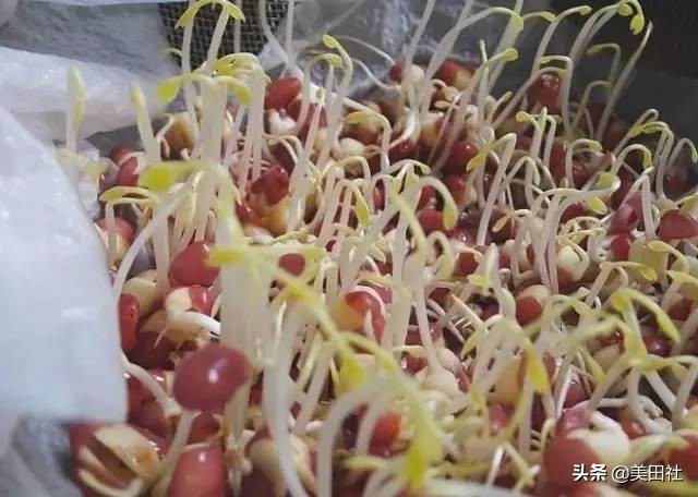 怎样在纸上种菜,纸上种菜的技术很简单