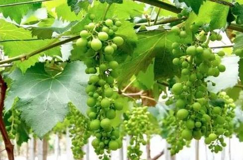 葡萄大小粒管理方法,葡萄大小粒的最佳治疗方法
