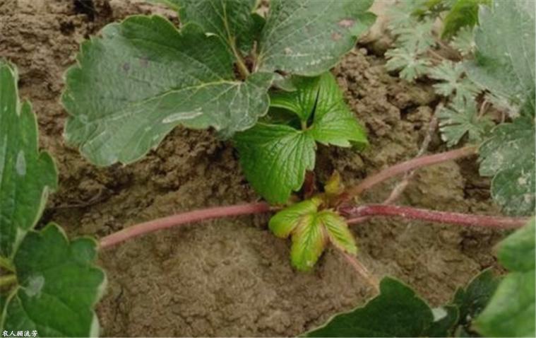 草莓容易长毛的原因,草莓茎杆发红是什么病害
