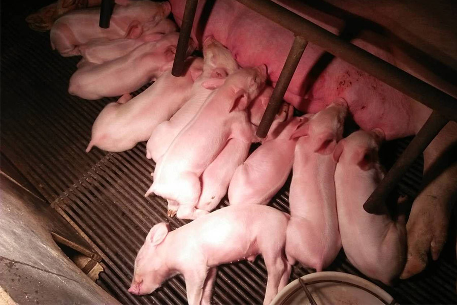 母猪不吃带药的饲料怎么解决,孕期母猪不吃饲料怎么办