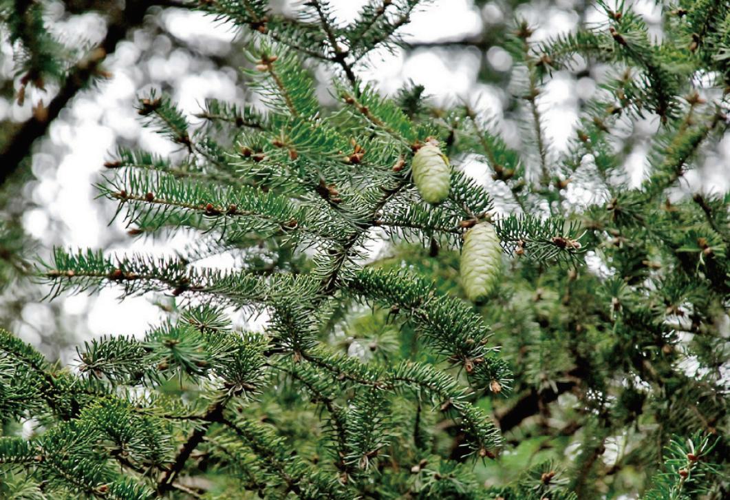 全国林草生物多样性保护成就展,林业生物多样性保护