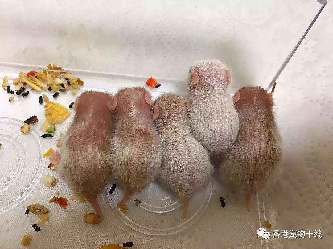 刚出生的小仓鼠要和母鼠分离吗,怎么帮助刚出生的小仓鼠排便