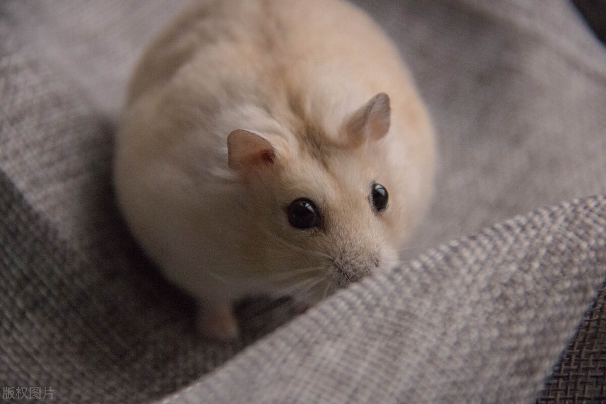 怎样治疗仓鼠的拉肚子,仓鼠拉稀能活多久