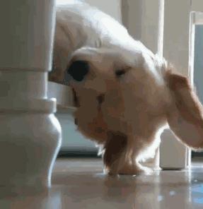 怎样养好狗养狗要注意什么,新手养狗狗该怎么养