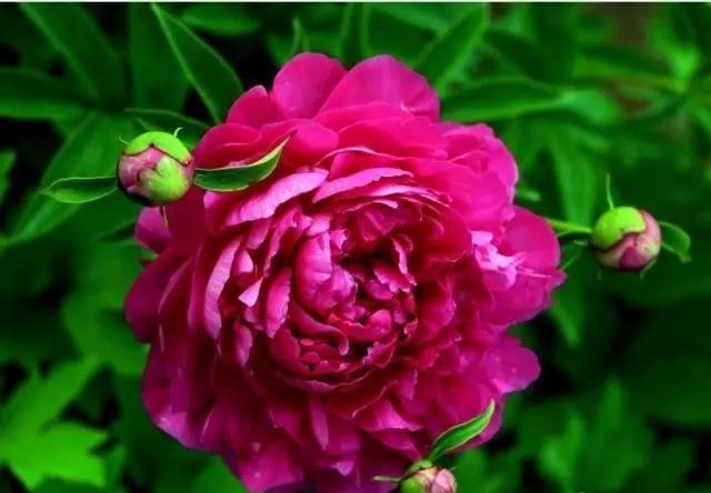 芍药花开季节花香四溢,芍药花开鸟语花香