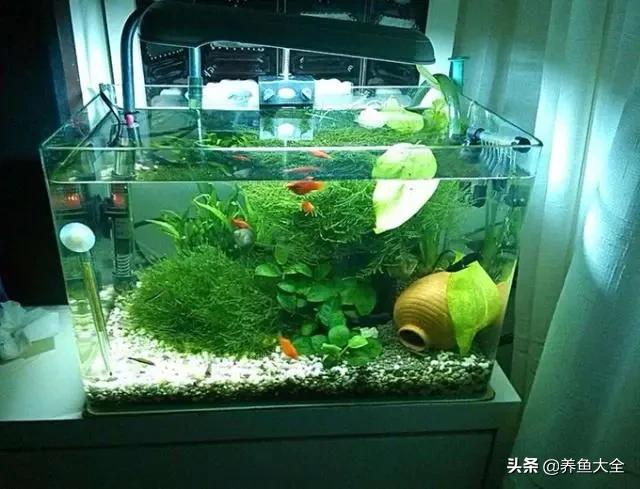 鱼缸常用的杀菌消毒剂有哪些,鱼缸杀菌消毒二氧化氯