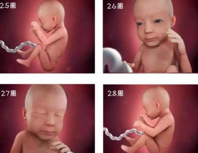 怀孕1-40周胎儿发育图,生命的起源胎儿发育全过程视频