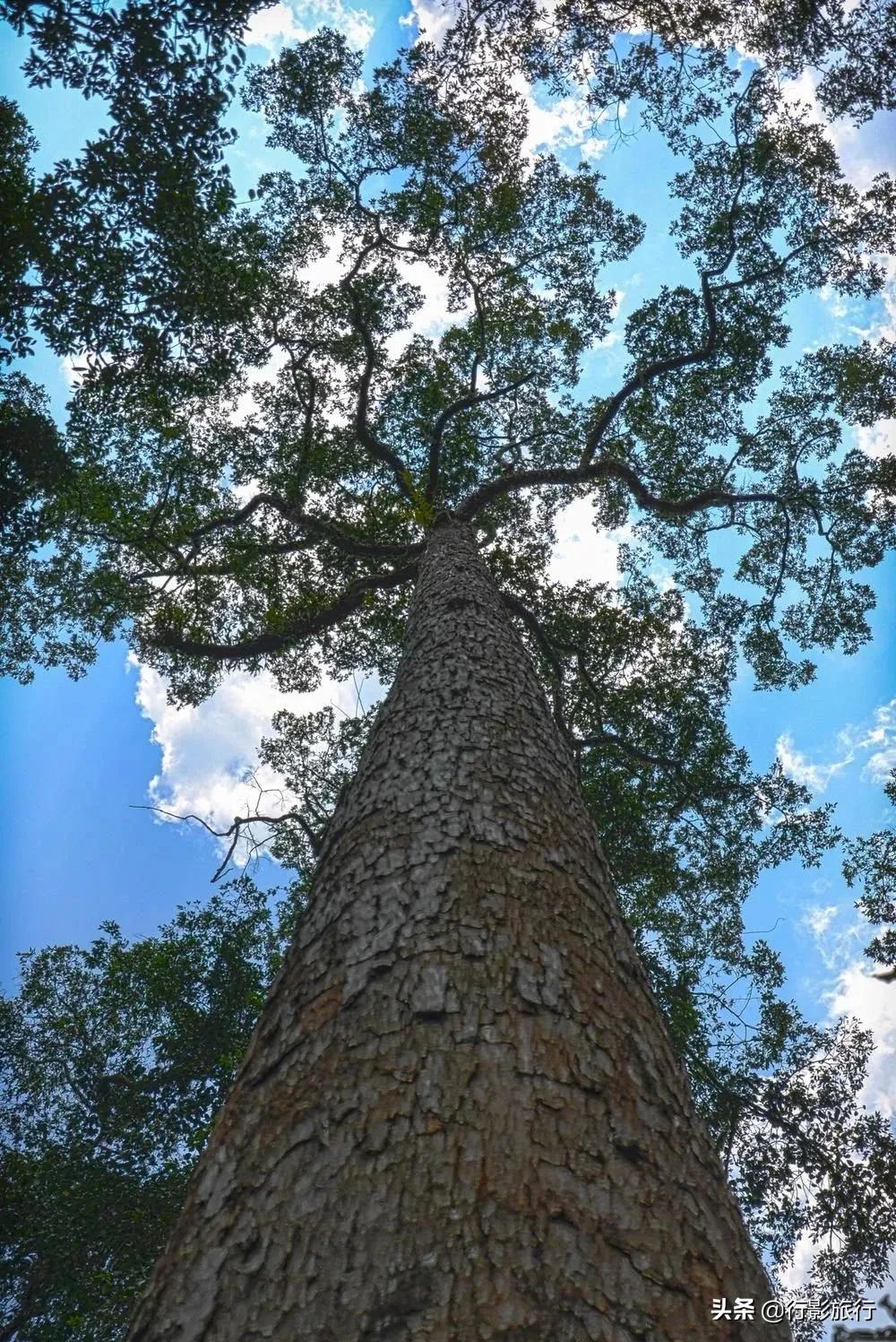 云南的西双版纳州怎么样,云南西双版纳景区怎么样