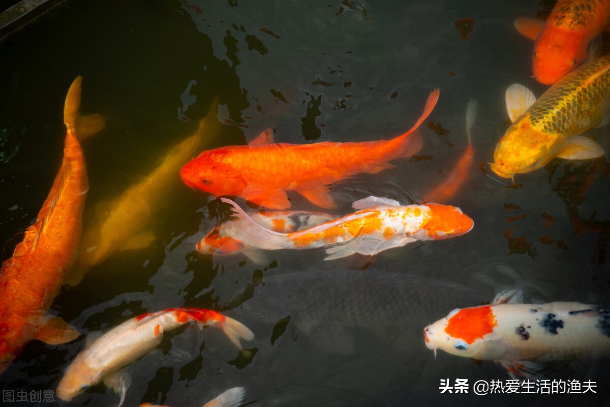 新买的锦鲤不浮上去吃食,锦鲤入缸一个月了不吃食