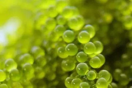 范冰冰面膜全系列测评,范冰冰面膜真实测评