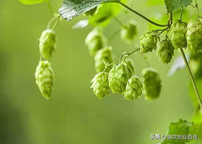 精酿啤酒下一个创业风口,精酿啤酒市场前景及投资情况